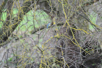 Martín Pescador entre ramas, Primavera en el Humedal de Salburua, Vitoria-Gasteiz, Spain