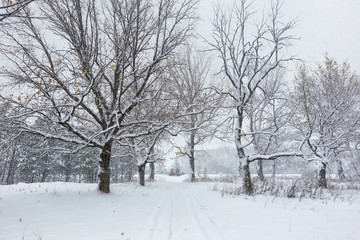 snowfall in the oak grove