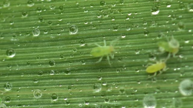 Insect macro in river, Green aphids creep along a leaf of bulrush among drops of rain. Colony Aphis are among most destructive insect pests on cultivated plants