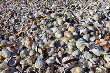 seashells for background
