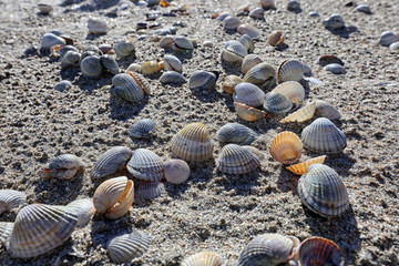 seashells for background