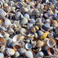 seashells for background