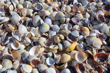 seashells for background