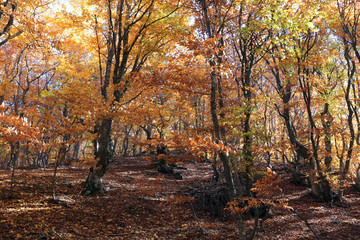 Autumn in the beech forest