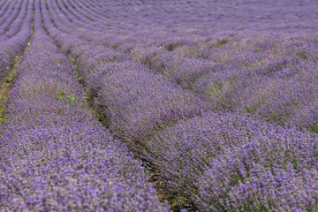 Obraz na płótnie Canvas Endless rows of blooming, scented lavender flowers. Agricultural concept.