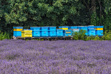 Bee hives near lavender field. Agricultural concept.