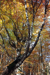 Fototapeta premium Autumn in the beech forest