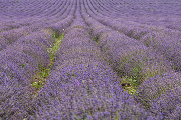 Endless rows of blooming, scented lavender flowers. Agricultural concept.