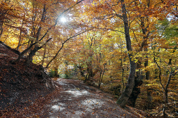 Autumn in the beech forest