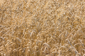 Wheat field at the end of spring on sunset. Selective focus. Background, texture. Agricultural concept.