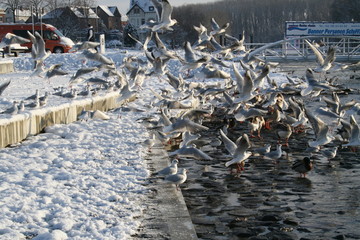 Winter am Rhein bei Bonn