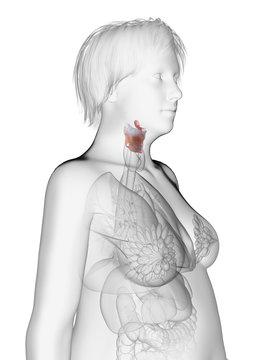 3d rendered medically accurate illustration of an obese womans larynx