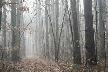 autumn forest on foggy day