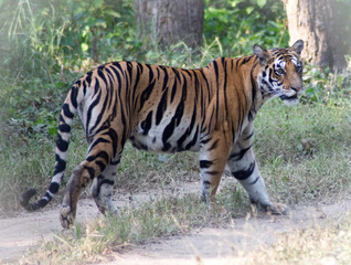 Fototapeta na wymiar Wild tiger, Kanha National Park, Madhya Pradesh, India