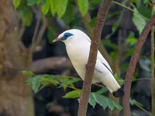 Close-up of a Bali myna (Leucopsar rothschildi) bird,also known as Rothschild's mynah