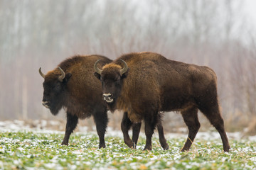 European bison - Bison bonasus in the Knyszyn Forest (Poland)