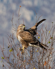 Black bird. Common raven, Corvus corax. Wild life animal