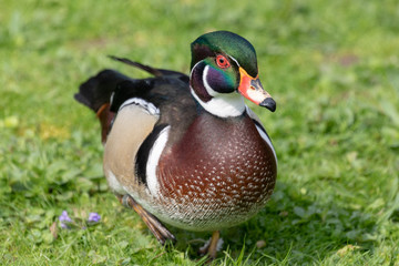 Spring scenes from WWT Slimbridge, Gloucestershire