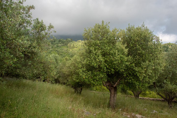 Olive Grove