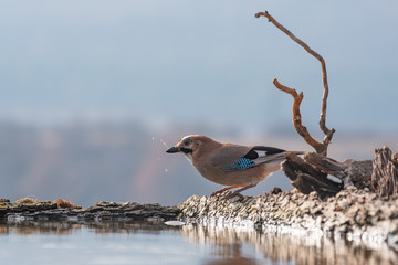 Eurasian jay, Garrulus glandarius, sitting on a branch in nature.