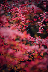 plant with red fruits