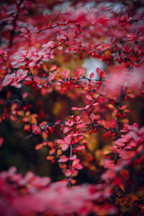 plant with red fruits