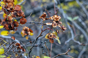 Autumn floral background