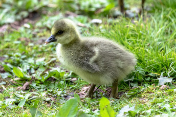 Gosling on land,  WWT Slimbridge, Gloucestershire