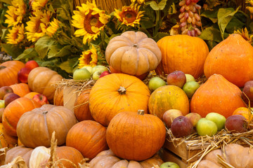 Naklejka na ściany i meble Orange pumpkins on display at the farmers market. Harvesting and Thanksgiving concept