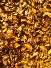 leaves in autumn, filling format