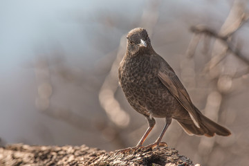 Close-up of a beautiful  blackbird (Turdus merula) in the natural habitat