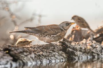 Fieldfare (Turdus pilaris), in the natural habitat