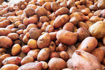 Potato harvest in the cellar as a background