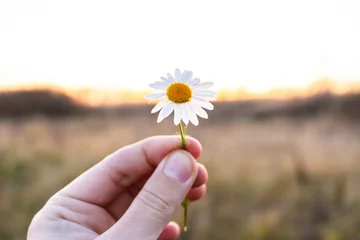 Selbstklebende Fototapeten small daisy flower in hand on sunset background © Sergey