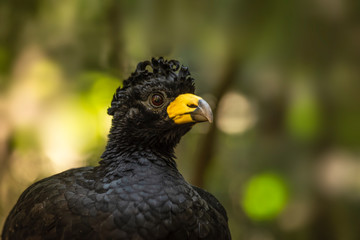 Great curassow