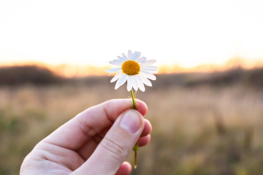 small daisy flower in hand on sunset background
