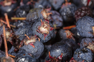 Amelancher ripe berries as a background