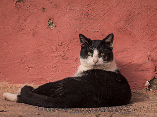Gato  negro delante de una pared roja