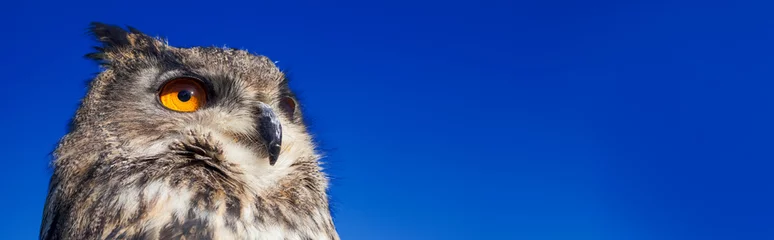 Papier Peint photo Lavable Hibou Bannière Web panoramique européenne Eagle Owl