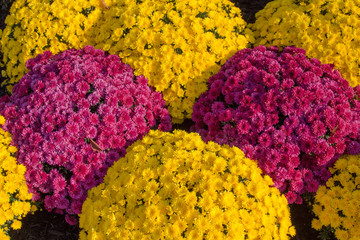 Multi Colored Chrysanthemum Bouquets. Group of beautiful lush burgundy and yellow Chrysanthemums shot from above with vibrant color and detail.