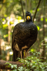 Great curassow