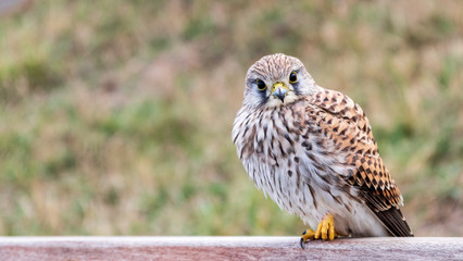 Turmfalke