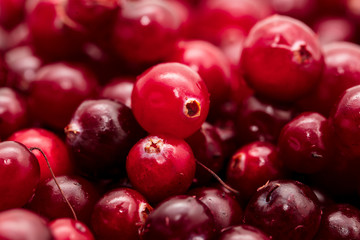 Red cranberry berries as a background