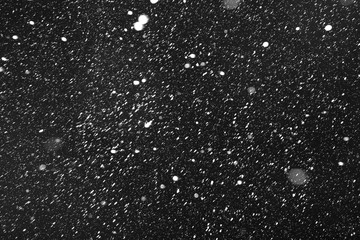 Obraz premium Real falling snow on a black background