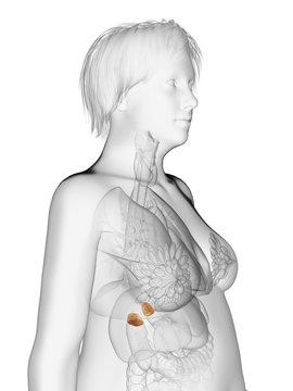 3d rendered medically accurate illustration of an obese womans adrenal glands