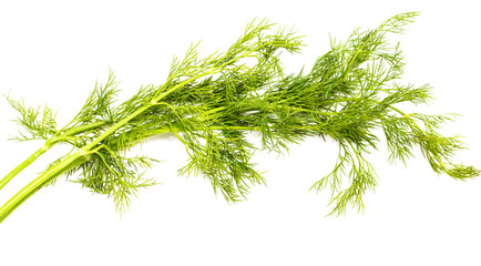 Green leaves of dill on a white background