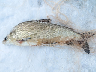 netted fish in winter