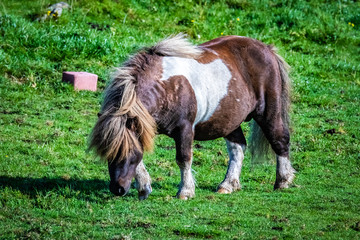 Naklejka na ściany i meble Shetland pony at Scotland, Shetland Islands