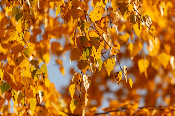 Leaves on a tree in autumn as a background