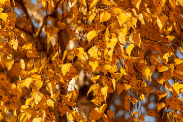 Birches in the forest in autumn as a background